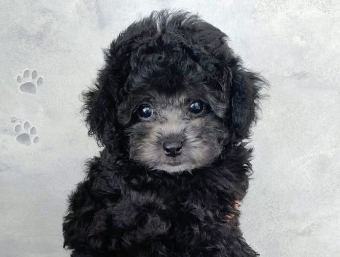 犬のプロフィール画像
