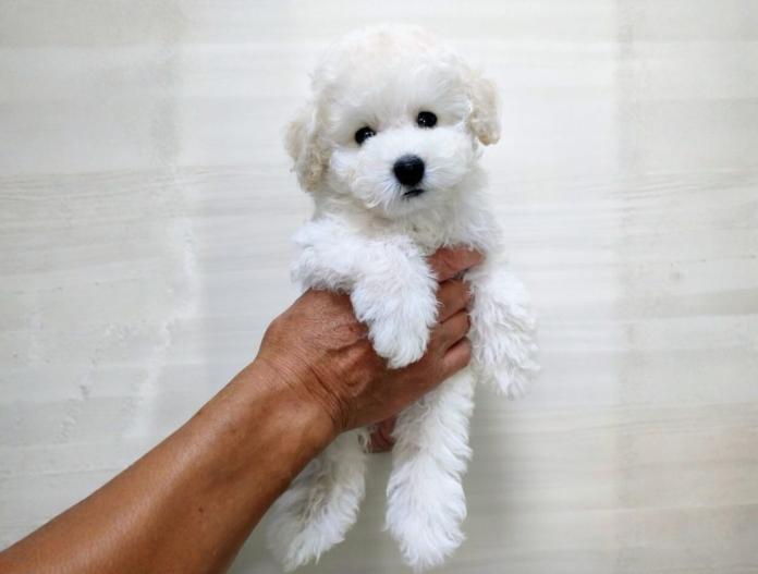 犬のプロフィール画像