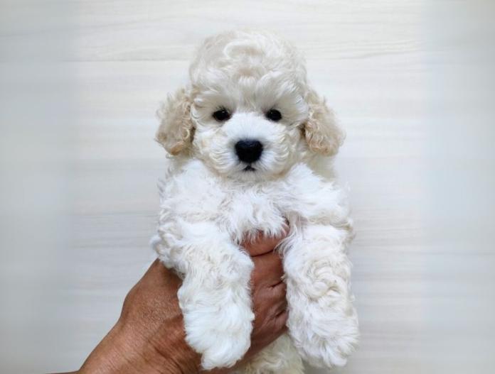 犬のプロフィール画像