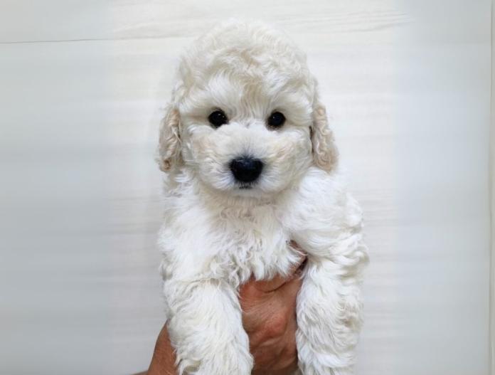 犬のプロフィール画像