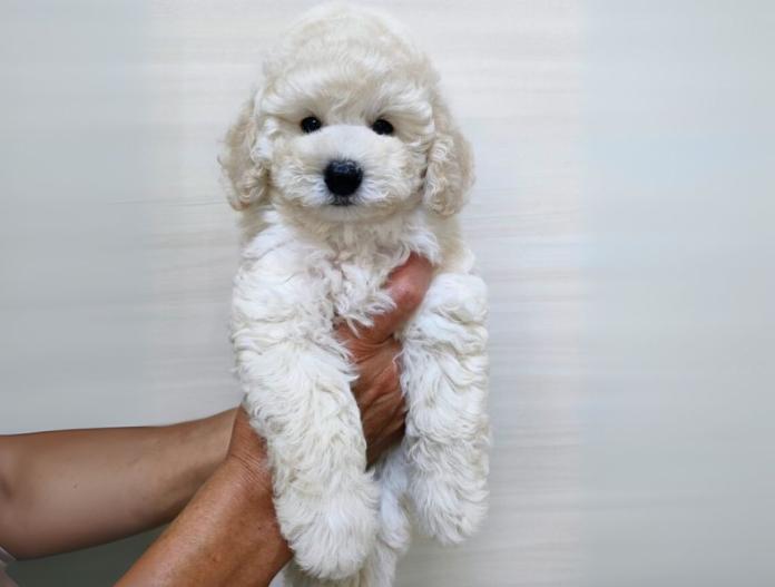犬のプロフィール画像