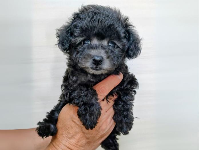 犬のプロフィール画像
