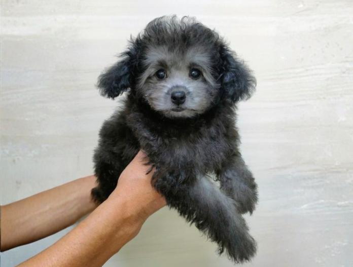 トイプードル(千葉県・女の子・2025/08/10・シルバー)の子犬情報! | 藤井 晶代ブリーダー(689)