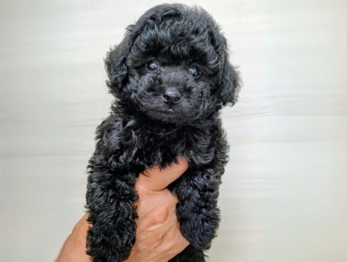 犬のプロフィール画像