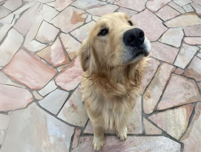 親犬のプロフィール画像