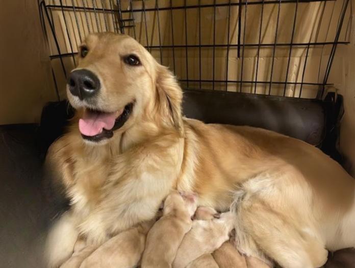 親犬のプロフィール画像