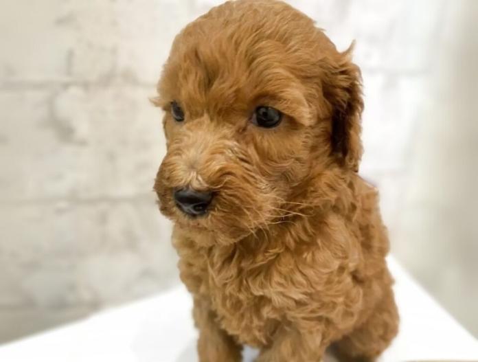 犬のプロフィール画像