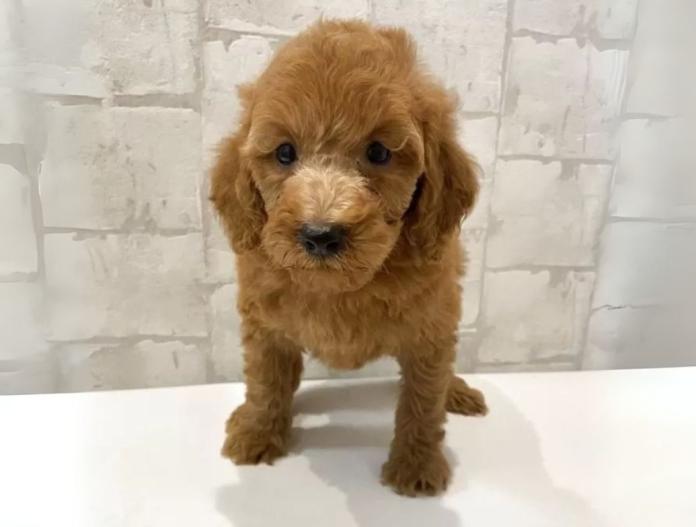 犬のプロフィール画像