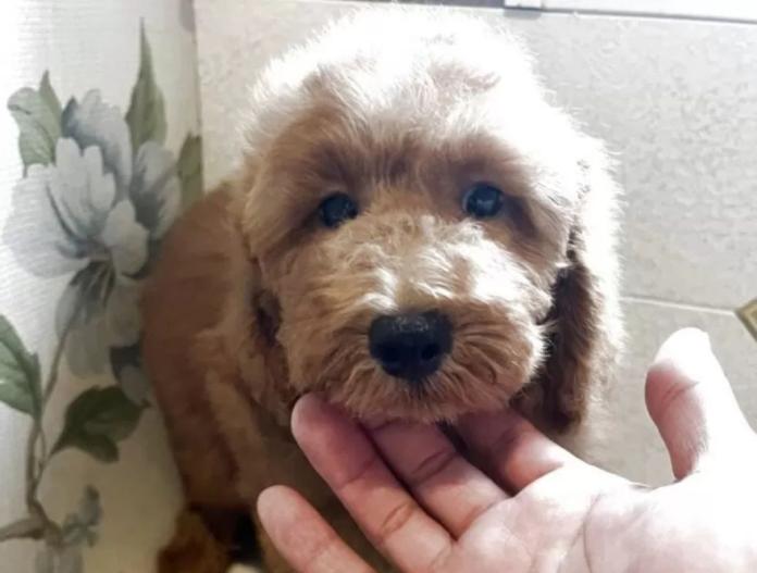 犬のプロフィール画像