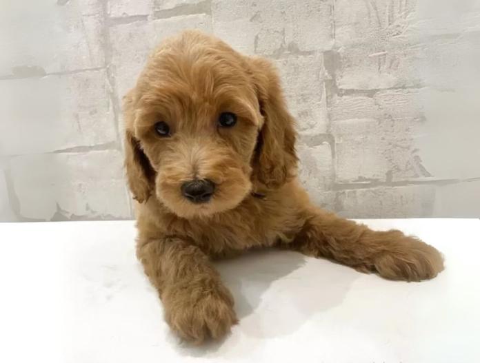 犬のプロフィール画像