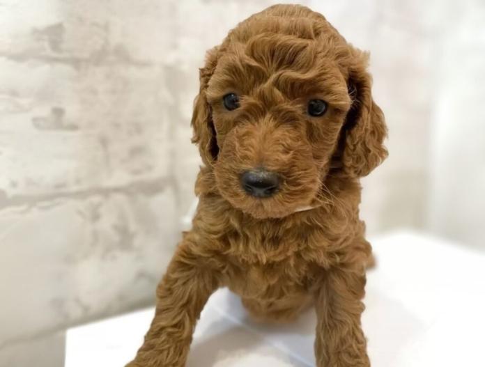 犬のプロフィール画像