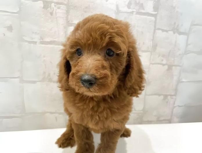犬のプロフィール画像