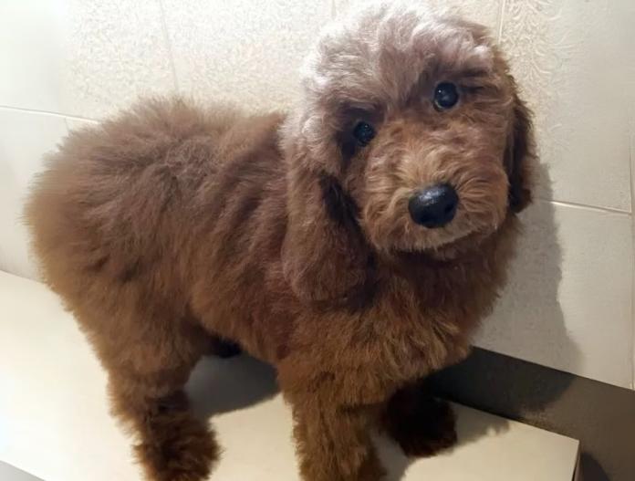 犬のプロフィール画像