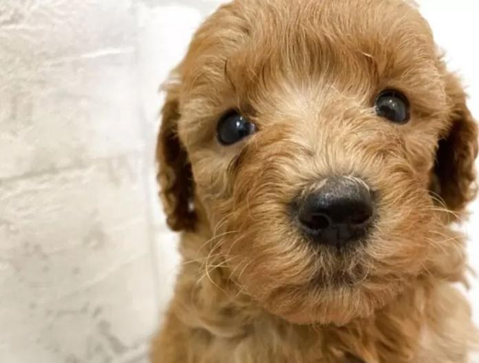 犬のプロフィール画像
