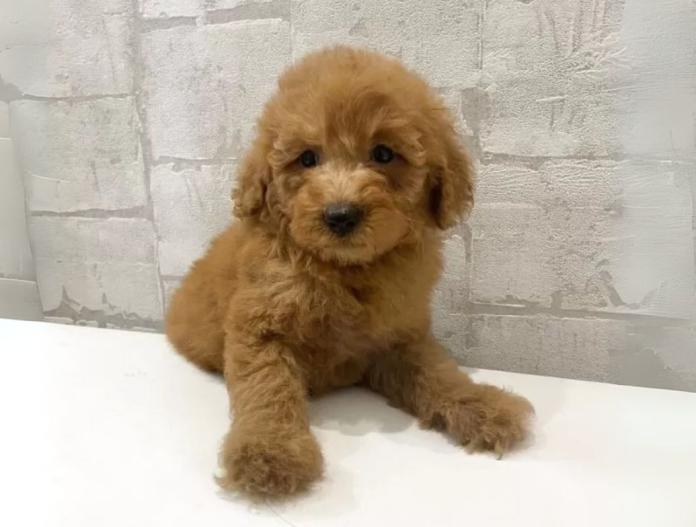 犬のプロフィール画像