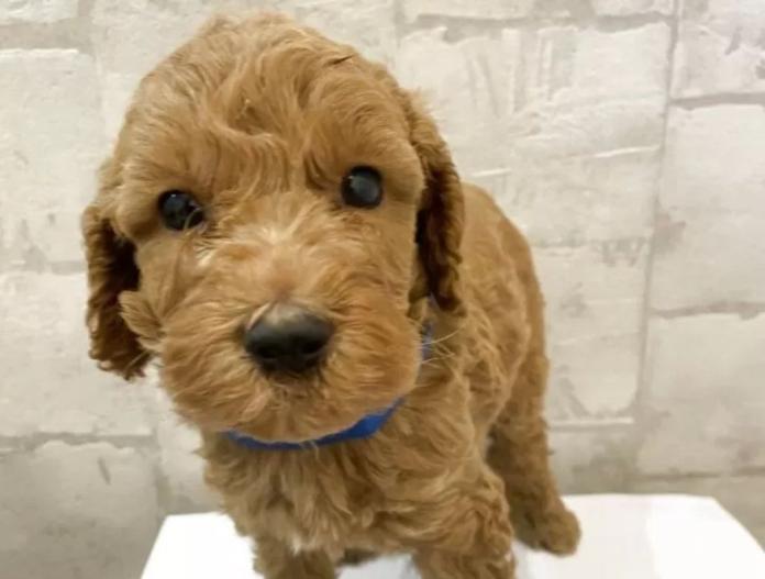 犬のプロフィール画像