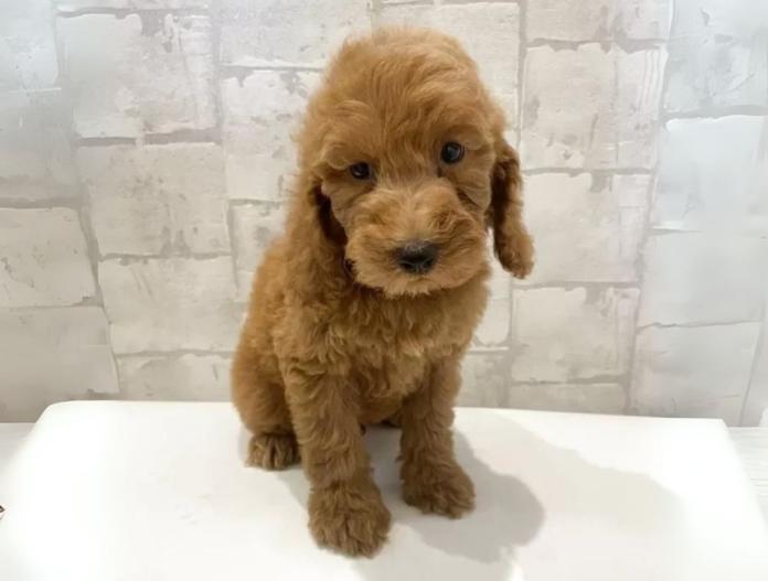 犬のプロフィール画像