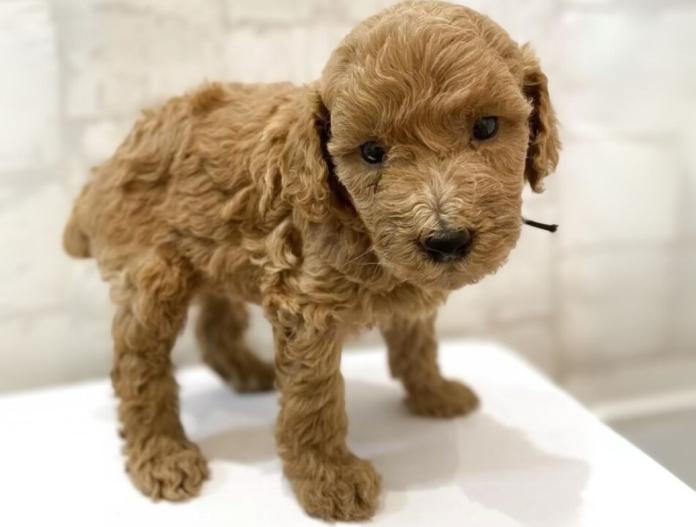 犬のプロフィール画像