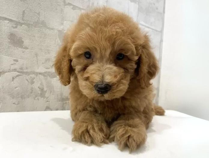 犬のプロフィール画像