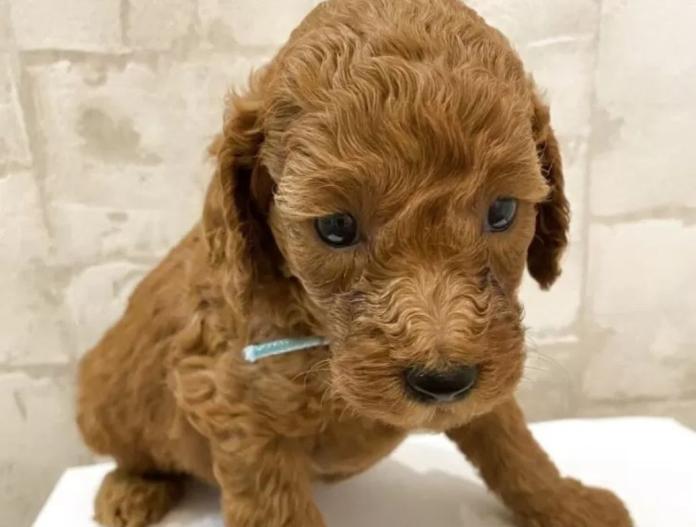 犬のプロフィール画像