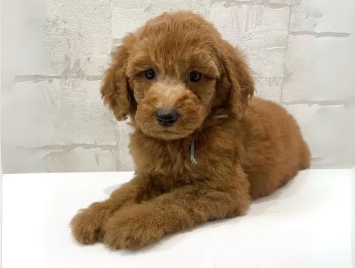 犬のプロフィール画像