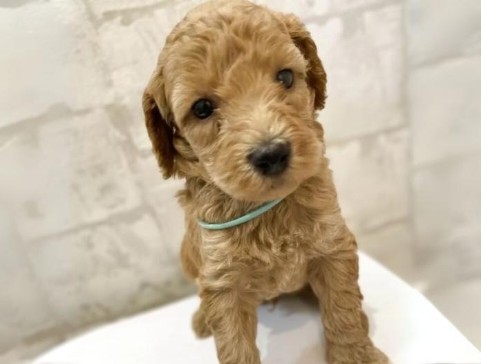 犬のプロフィール画像
