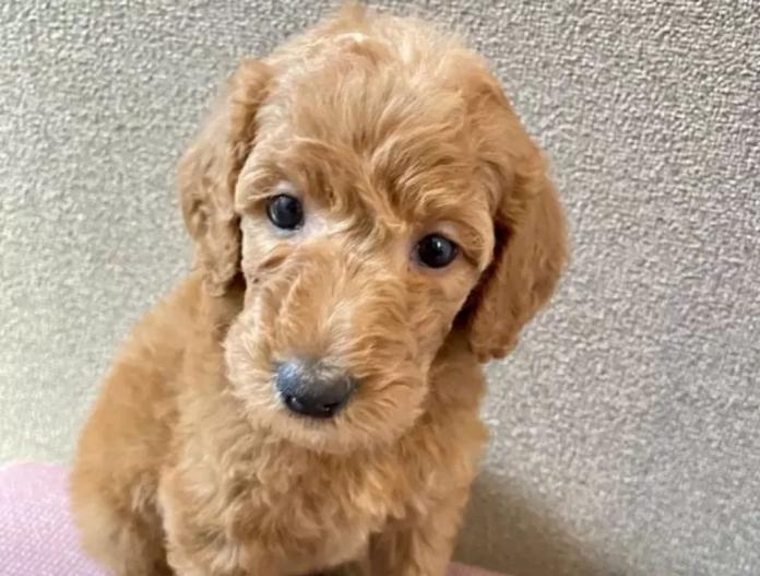犬のプロフィール画像