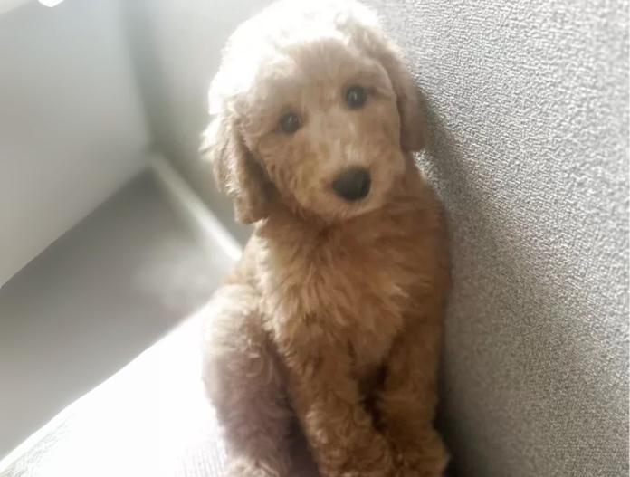 犬のプロフィール画像