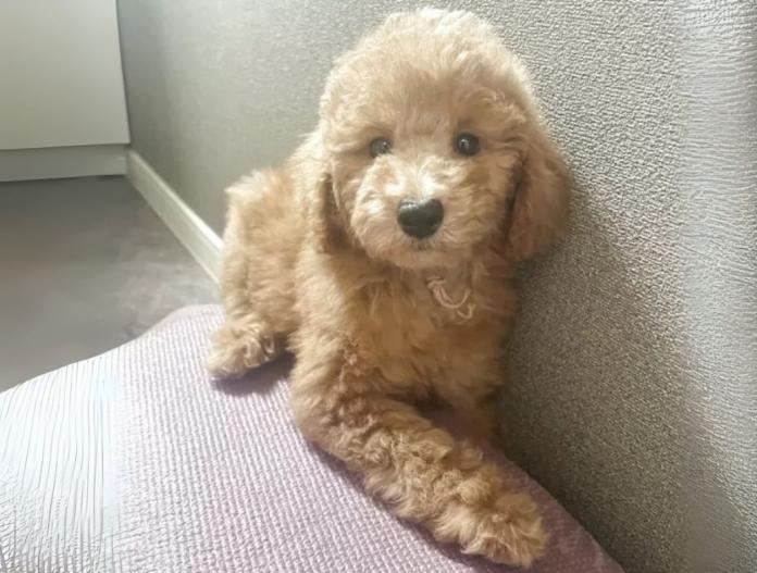 犬のプロフィール画像