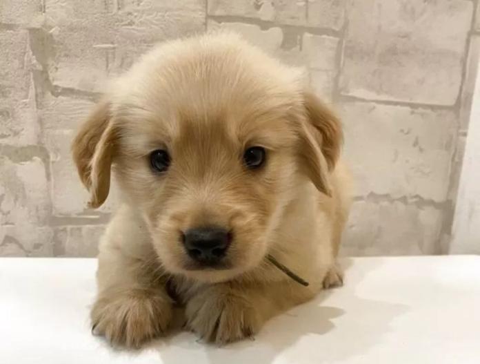 犬のプロフィール画像