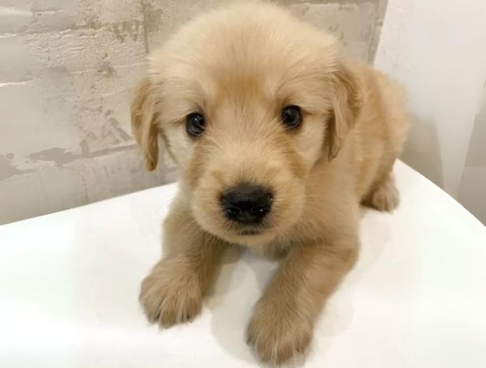 犬のプロフィール画像