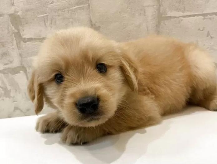 犬のプロフィール画像