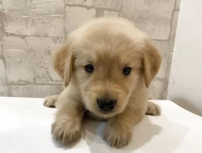 犬のプロフィール画像