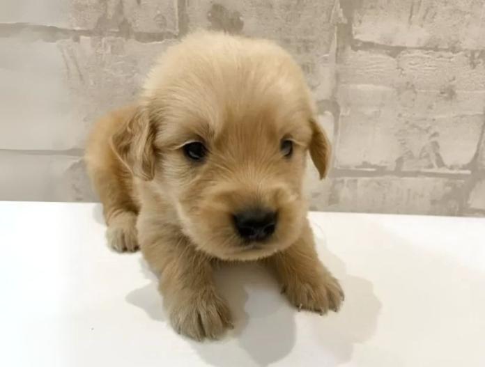 犬のプロフィール画像