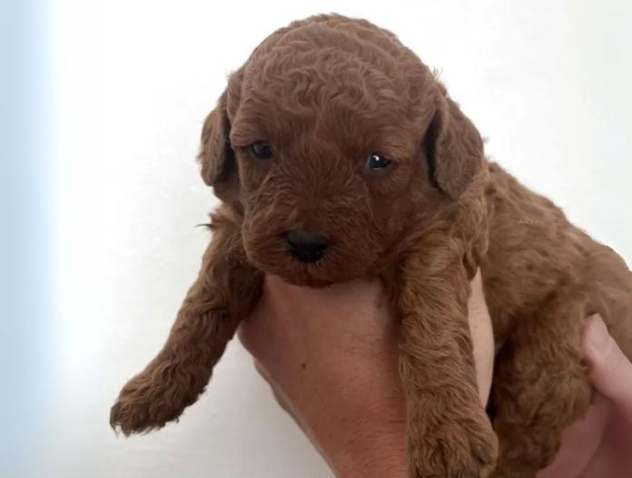 犬のプロフィール画像