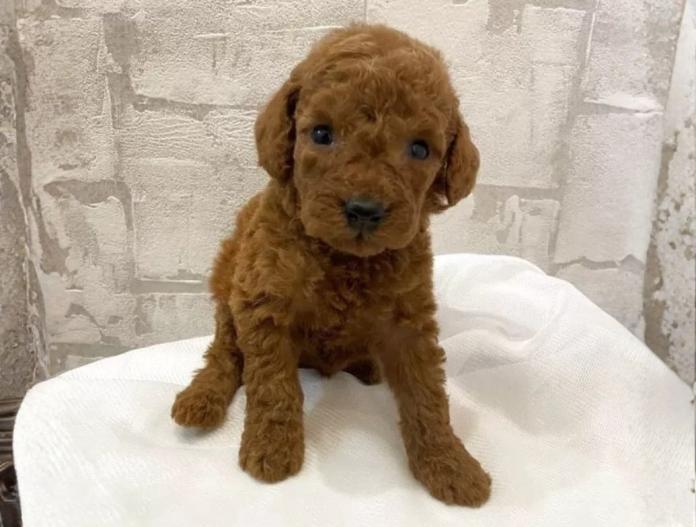 ミディアムプードル(群馬県・女の子・2025/10/07・レッド)の子犬情報! | 橋本 友紀ブリーダー(800)