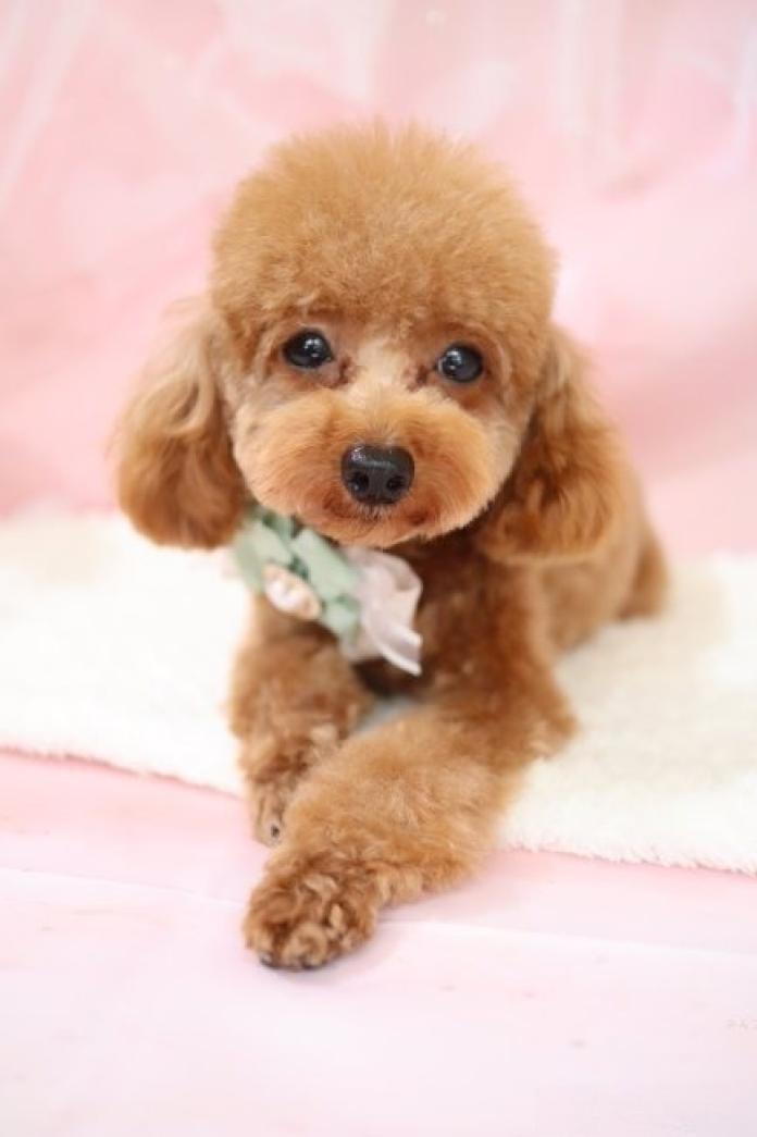 犬のプロフィール画像