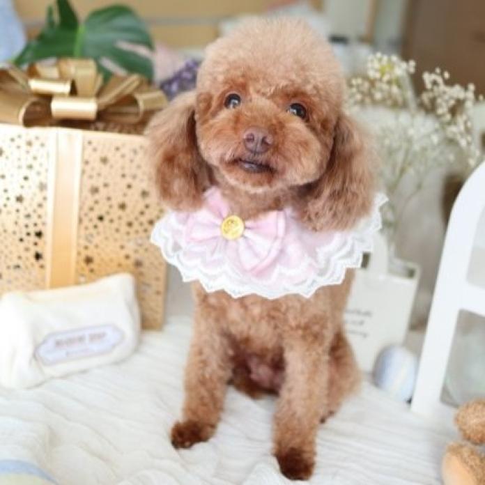 犬のプロフィール画像