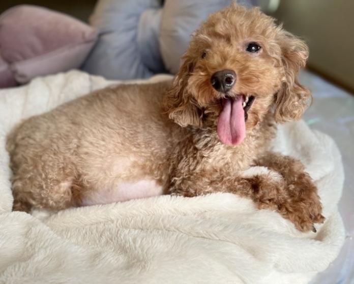 犬のプロフィール画像