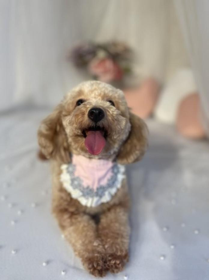 犬のプロフィール画像