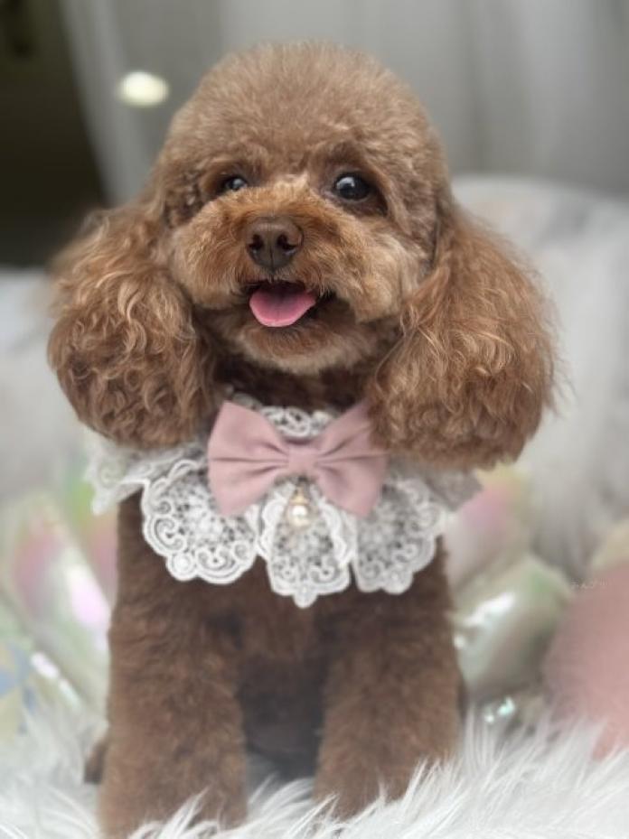 犬のプロフィール画像