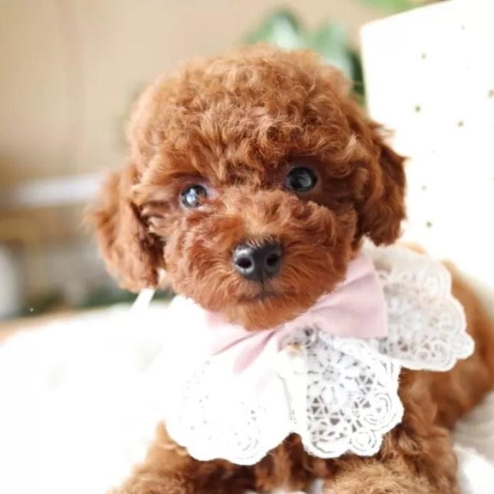 トイプードル(奈良県・女の子・2025/11/07・レッド)の子犬情報! | 大東 裕美ブリーダー(1057)