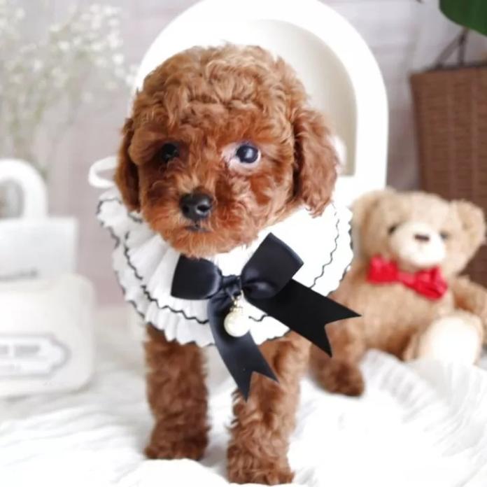 トイプードル(奈良県・男の子・2025/11/16・レッド)の子犬情報! | 大東 裕美ブリーダー(1058)