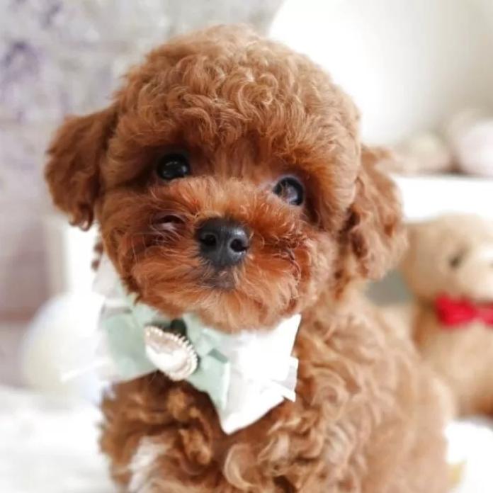 トイプードル(奈良県・男の子・2025/11/16・レッド)の子犬情報! | 大東 裕美ブリーダー(1058)
