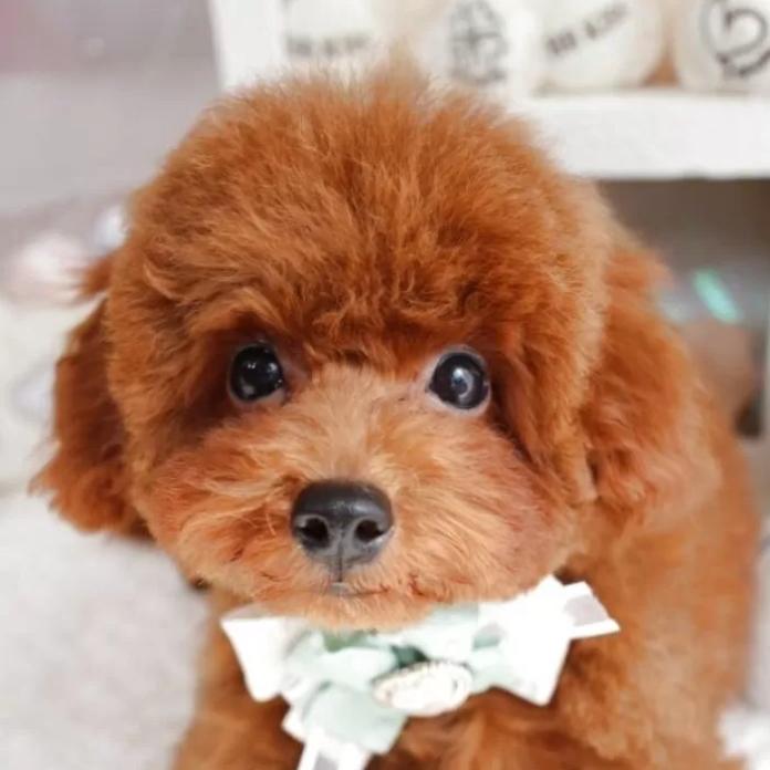 トイプードル(1058)の子犬情報