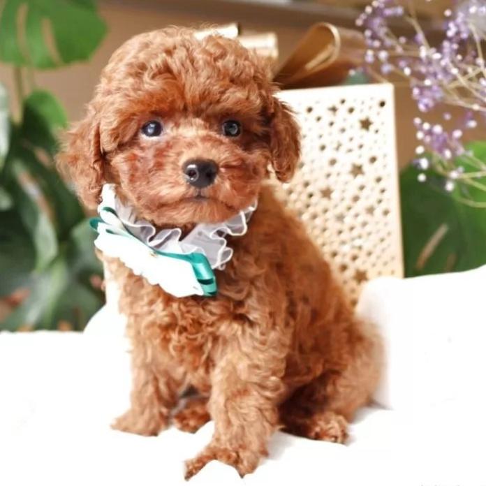 トイプードル(奈良県・男の子・2025/11/07・レッド)の子犬情報! | 大東 裕美ブリーダー(1059)