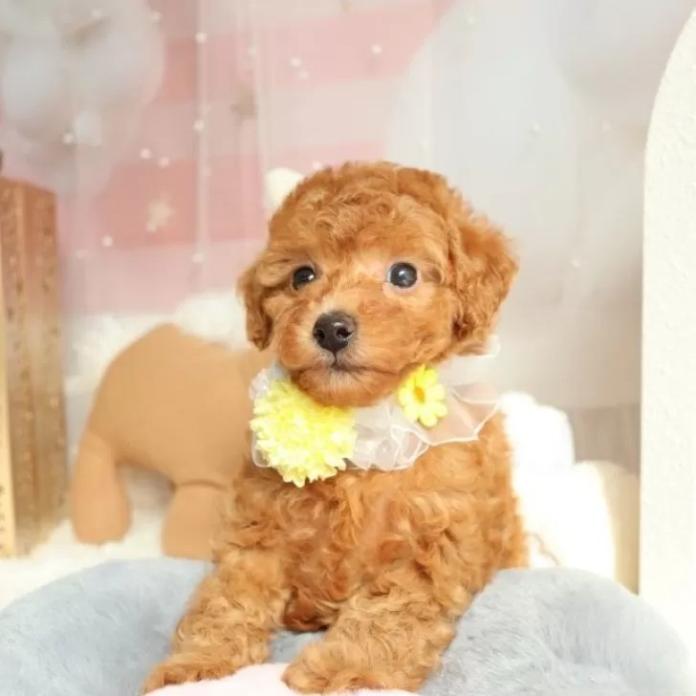 トイプードル(奈良県・女の子・2026/01/19・レッド)の子犬情報! | 大東 裕美ブリーダー(1224)