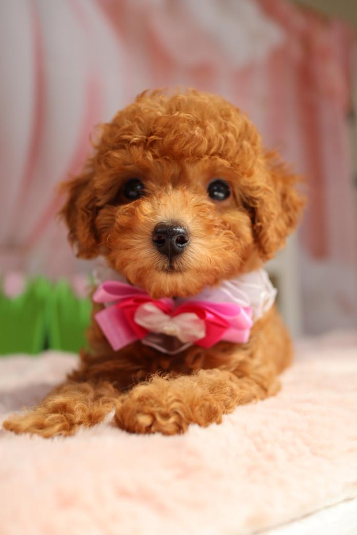 トイプードル(1224)の子犬情報