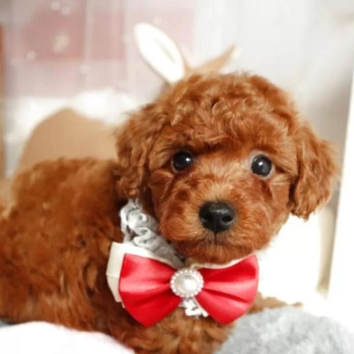 トイプードル(奈良県・女の子・2026/01/19・レッド)の子犬情報! | 大東 裕美ブリーダー(1225)