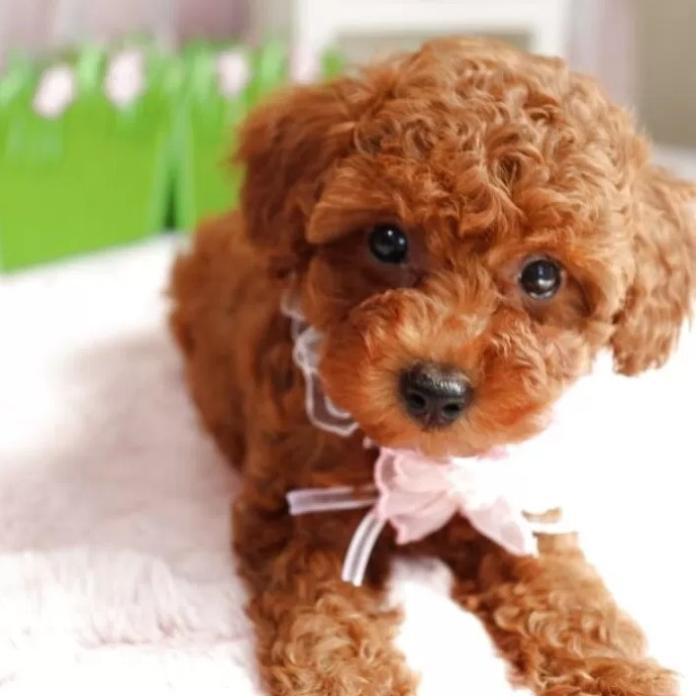 トイプードル(1225)の子犬情報